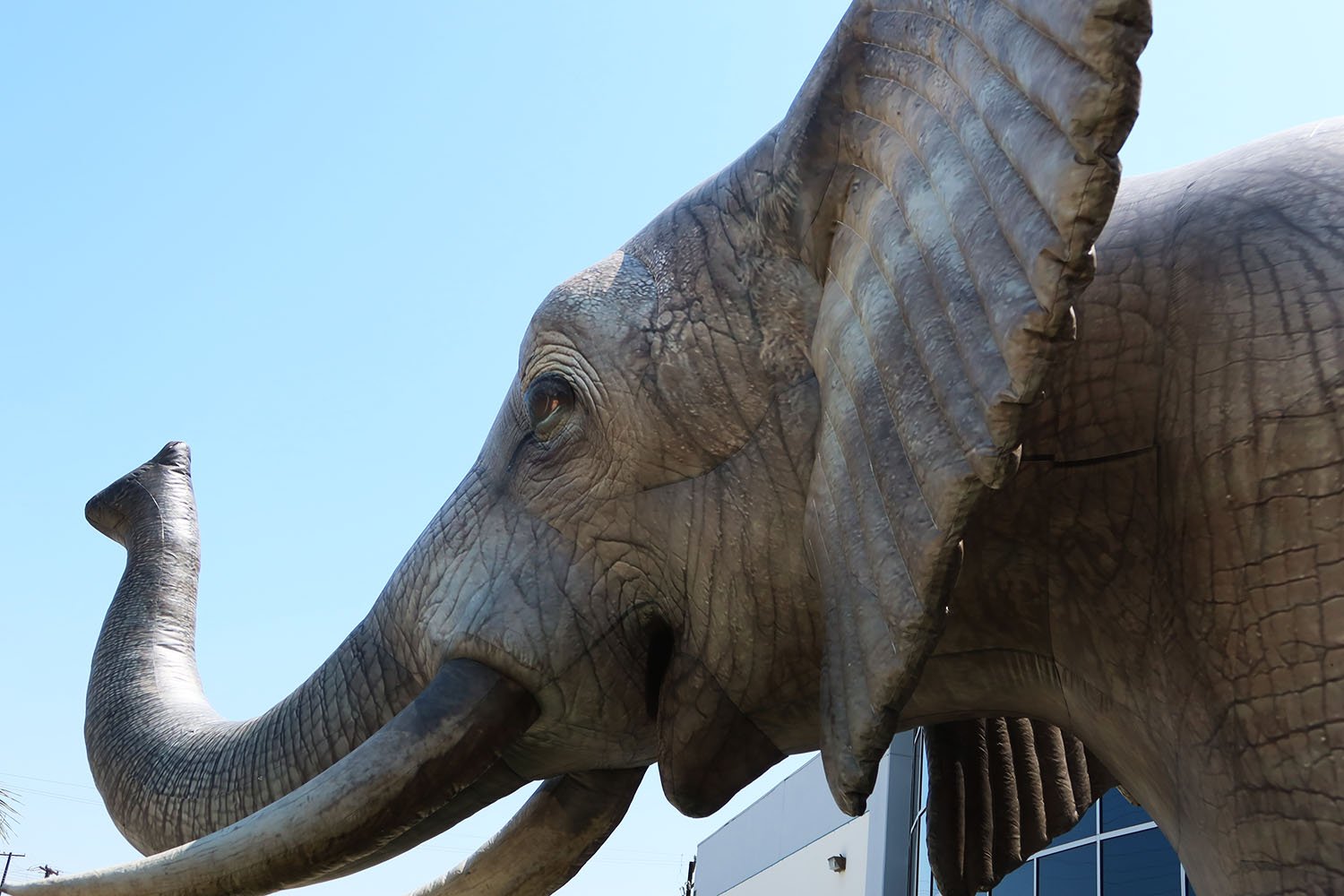 elephant-head-profile